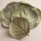 Dried Sea Grape Leaves