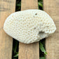 Large Natural Coral Skeleton – 7.7 oz Star Coral | Sun-Bleached Ocean Specimen & Coastal Display Piece