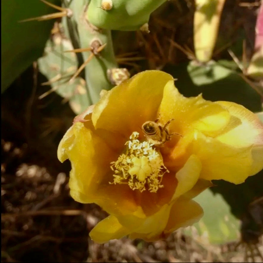 Yellow cactus flower with a bee on it, surrounded by green cacti.