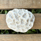 Natural Coral Skeleton – 3.4 oz Star Coral | Sun-Bleached Ocean Specimen & Coastal Décor