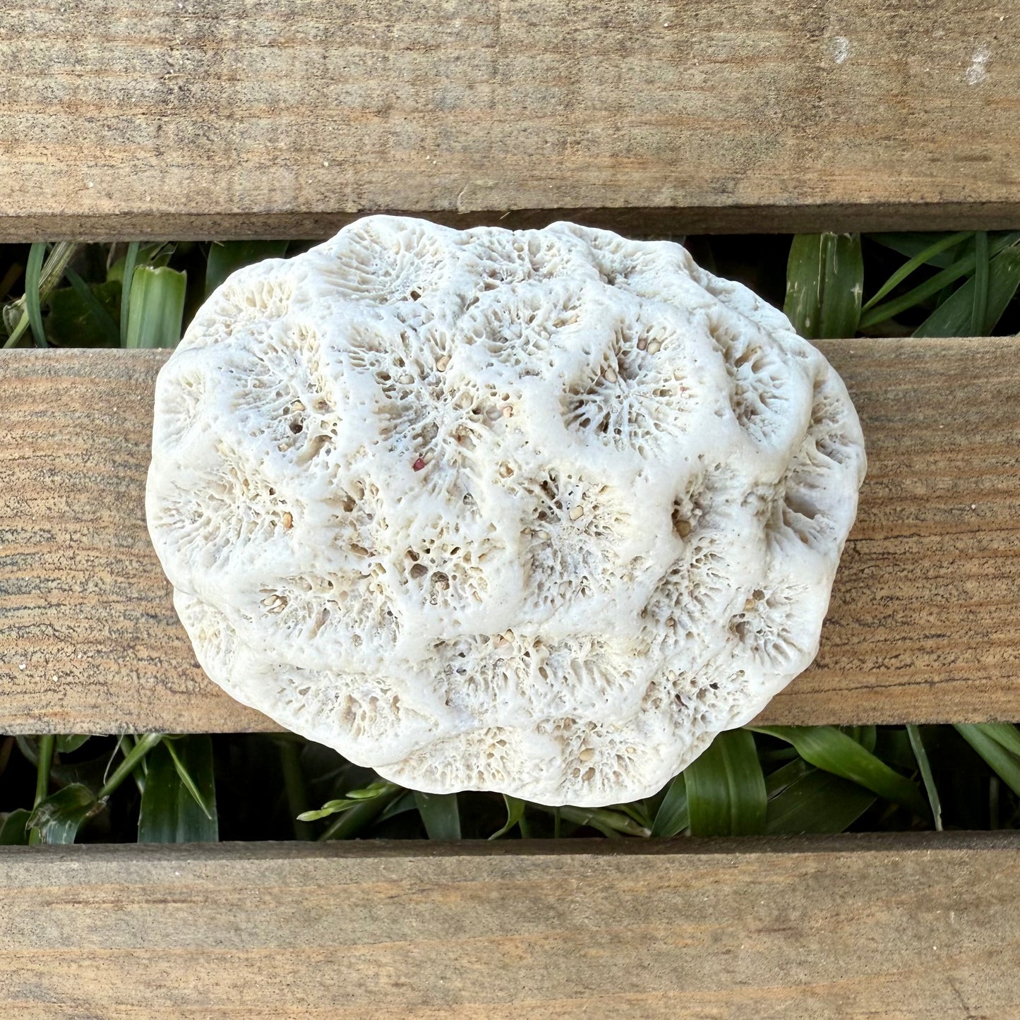 Natural Coral Skeleton – 3.4 oz Star Coral | Sun-Bleached Ocean Specimen & Coastal Décor