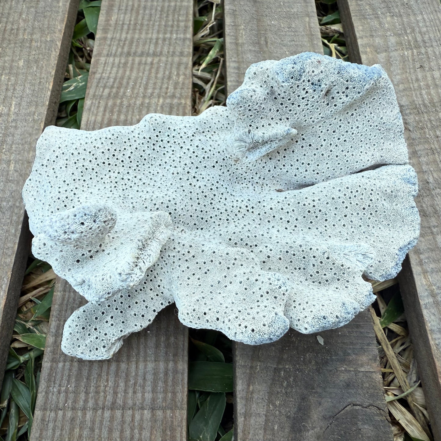 Natural Fan Coral – 3.4 oz Sea Fan Fragment | Textured Ocean Specimen & Coastal Décor