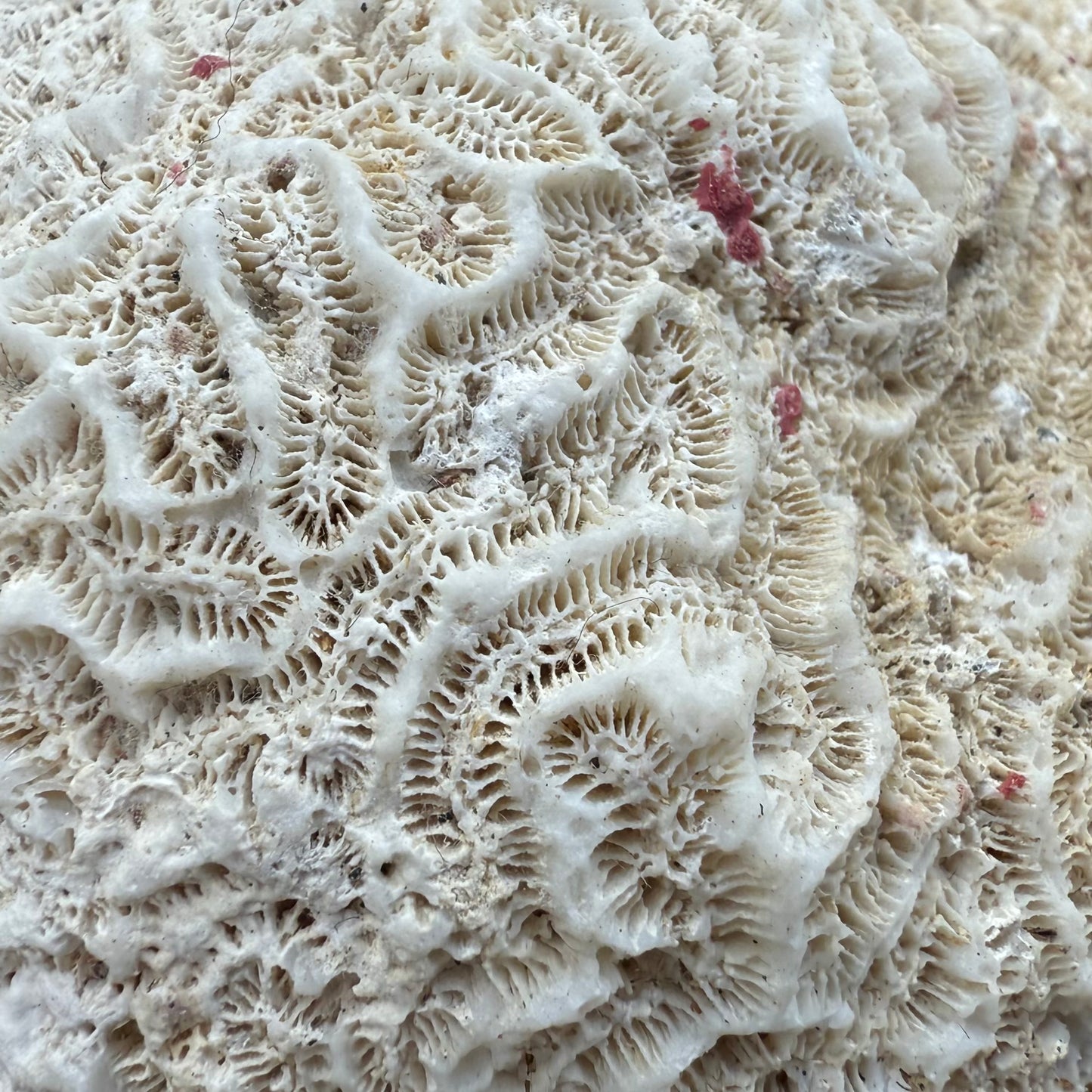 Large Brain Coral Skeleton – 9.6 oz Natural Ocean Specimen | Reef Formation & Coastal Décor