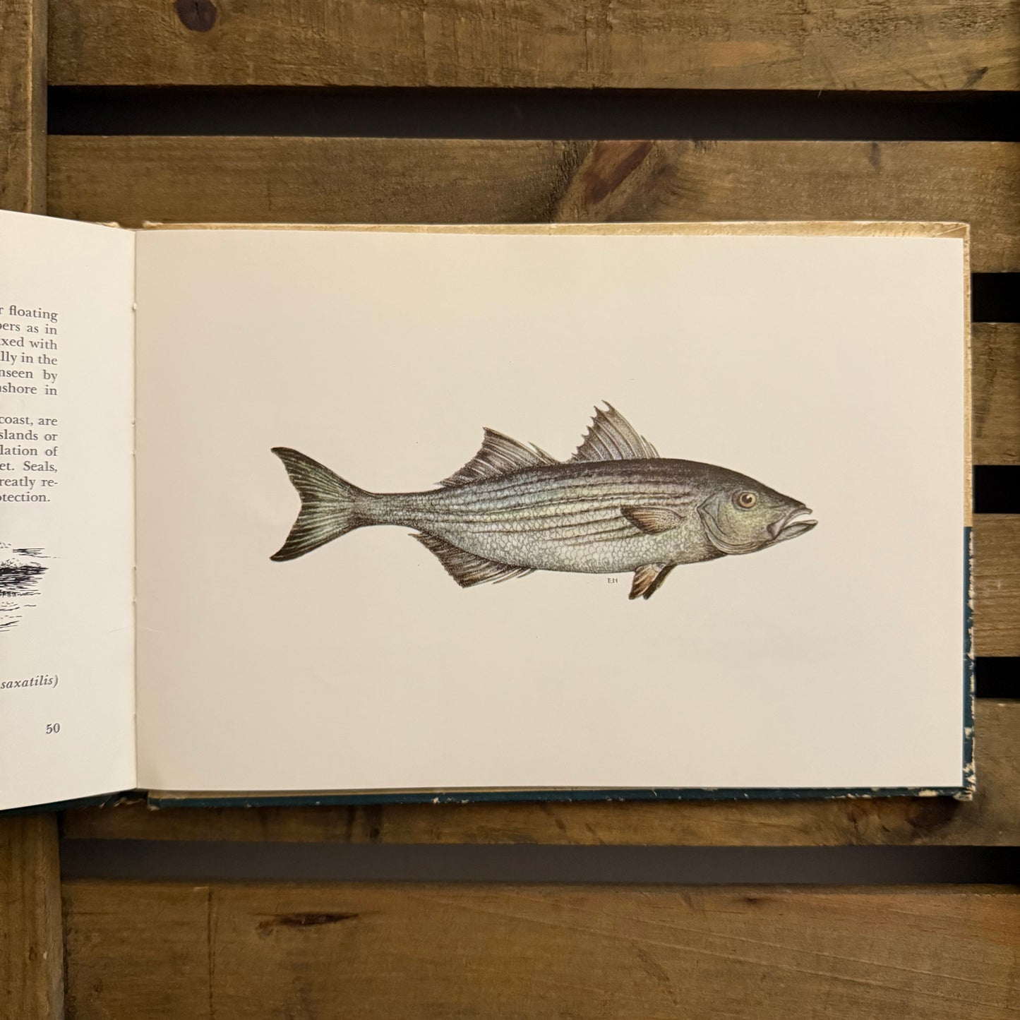 The Sandy Shore by John Hay — Illustrated by Edward and Marcia Norman