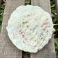 Natural Coral Skeleton – 4.2 oz Star Coral | Sun-Bleached Ocean Specimen & Coastal Décor