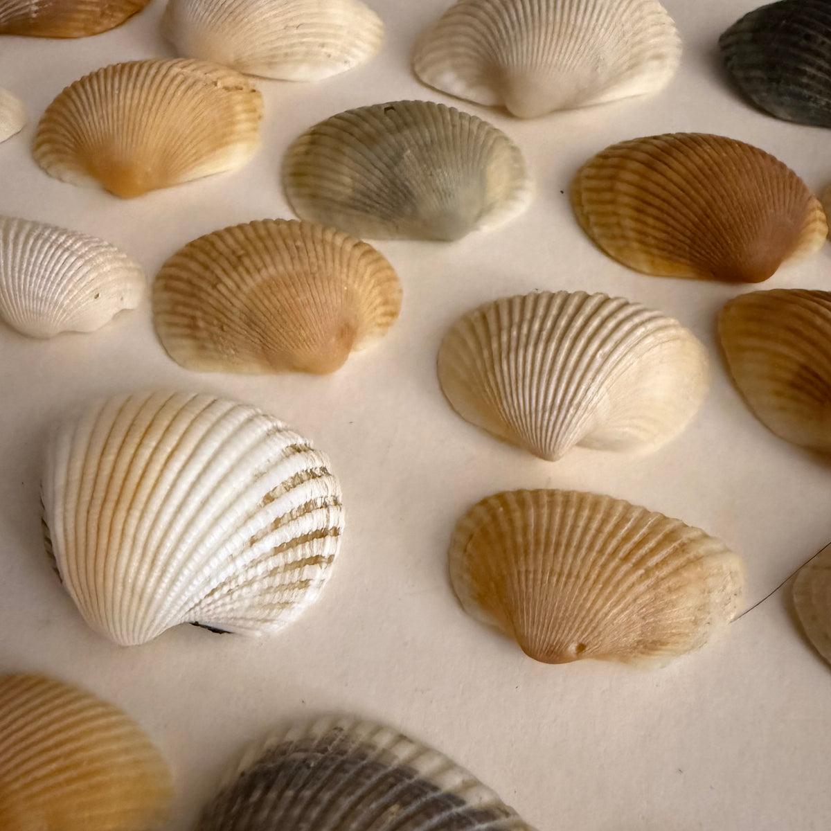 Many Ribbed Ark Shell Ark Shells – Wild Island Trading Co