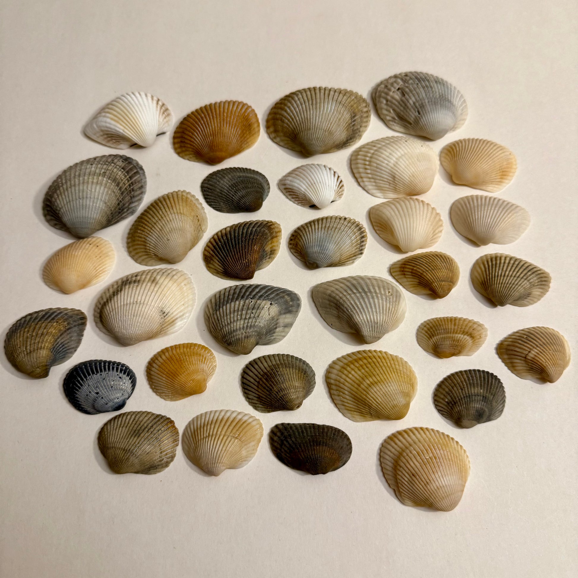 Collection of various shell shapes and sizes arranged on a beige background