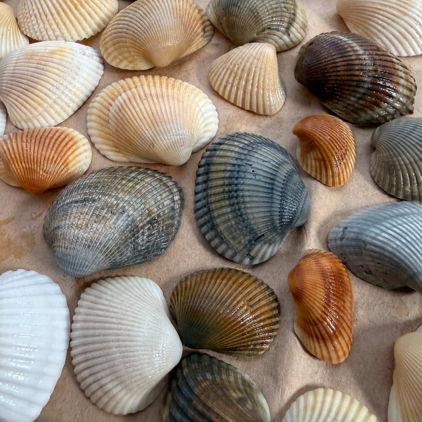 Ark Shells – Wild Island Trading Co