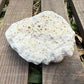 Mini Natural Coral Skeleton – 2.8 oz Star Coral | Sun-Bleached Ocean Specimen