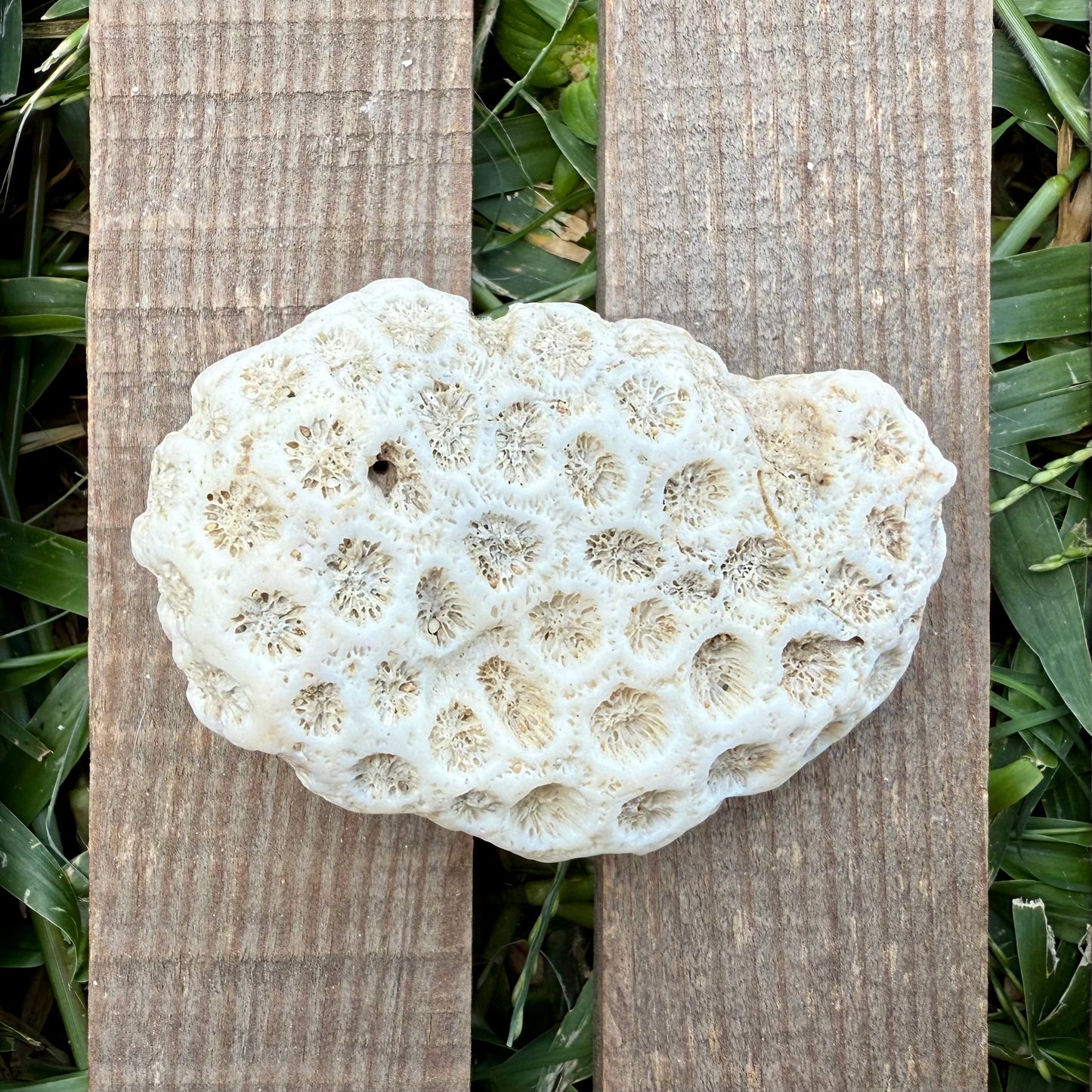 Natural Star Coral Skeleton – 3.3 oz Ocean Specimen | Sun-Bleached Coastal Décor Piece