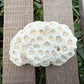 Natural Star Coral Skeleton – 3.3 oz Ocean Specimen | Sun-Bleached Coastal Décor Piece