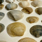 Pattern of scallop shells on a beige background