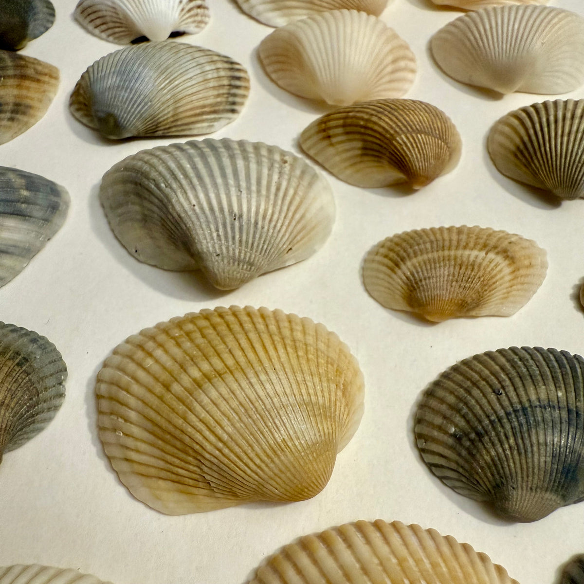 Ark Shell Recyle Ark Shells – Wild Island Trading Co