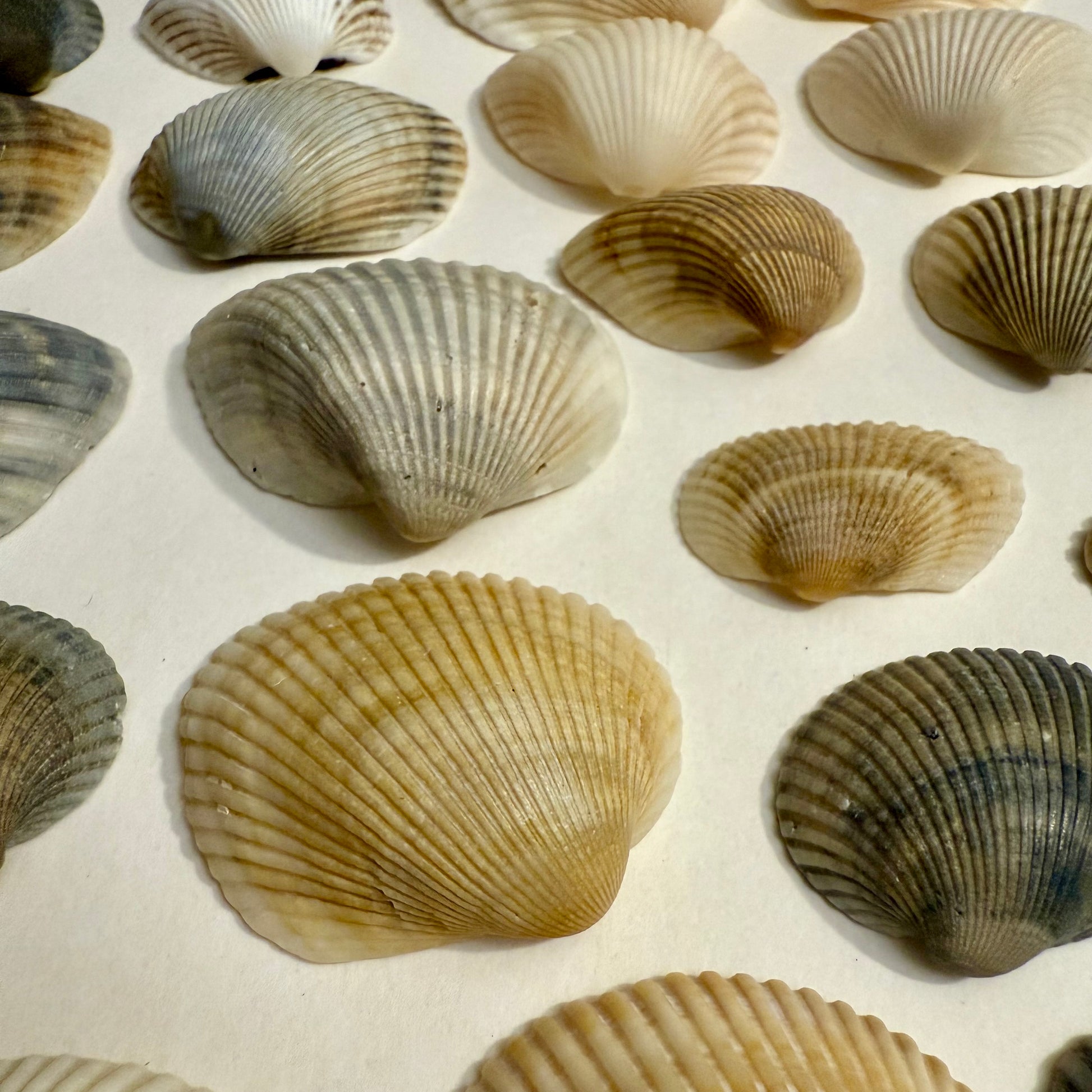 Pattern of scallop shells on a beige background