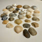 Collection of various shell shapes and sizes on a light background