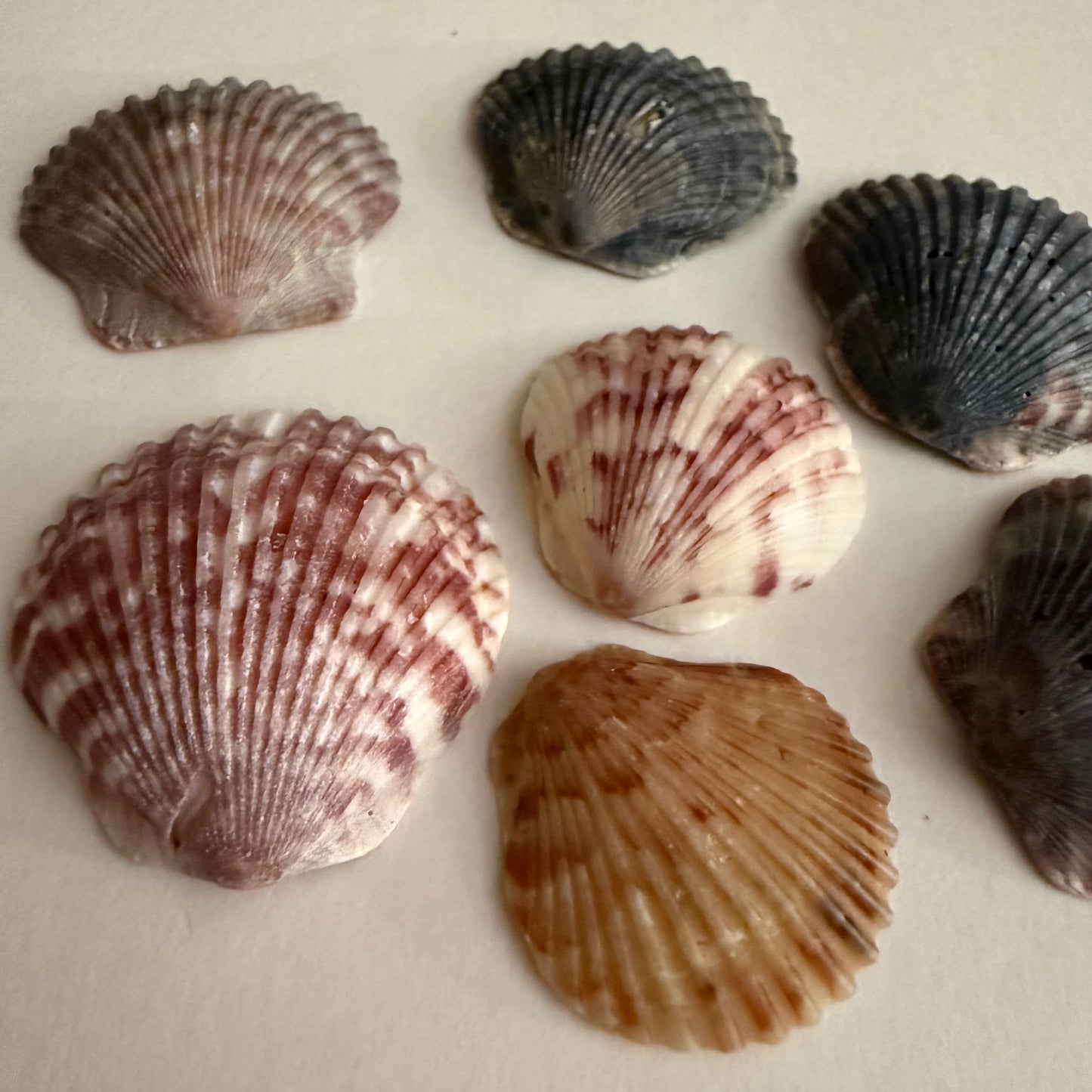 Set of 25 Florida East Coast Scallop Shells
