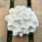 Natural Coral Skeleton – 4.8 oz Star Coral | Sun-Bleached Ocean Specimen & Coastal Décor