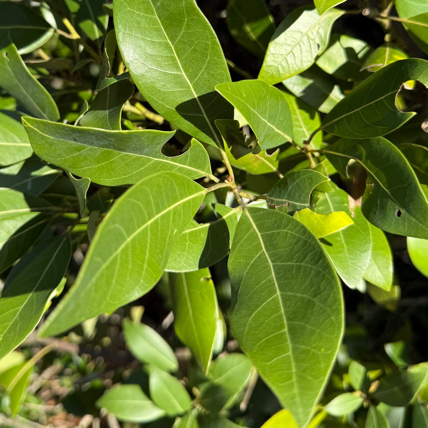 5 g Dried Red Bay Leaves (Persea borbonia)