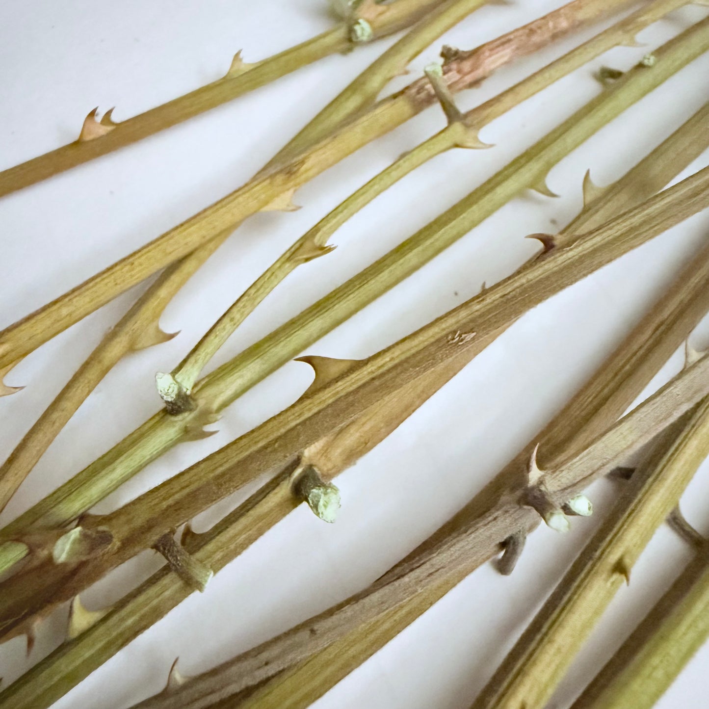 Palo de Quita Maldición - Bundle of 12 (Approx: 4” - 7” long)