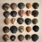 Set of 25 Florida East Coast Scallop Shells