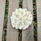 Natural Coral Skeleton – 4.2 oz Star Coral | Sun-Bleached Ocean Specimen & Coastal Décor