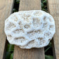 Natural Coral Skeleton – 3.4 oz Star Coral | Sun-Bleached Ocean Specimen & Coastal Décor