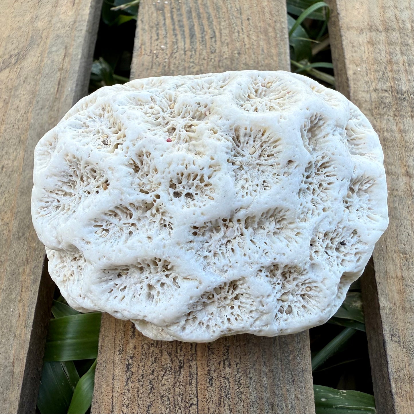 Natural Coral Skeleton – 3.4 oz Star Coral | Sun-Bleached Ocean Specimen & Coastal Décor