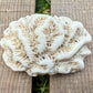 Leaf Coral Skeleton – 2 oz Natural Ocean Specimen | Sun-Bleached Reef Coral