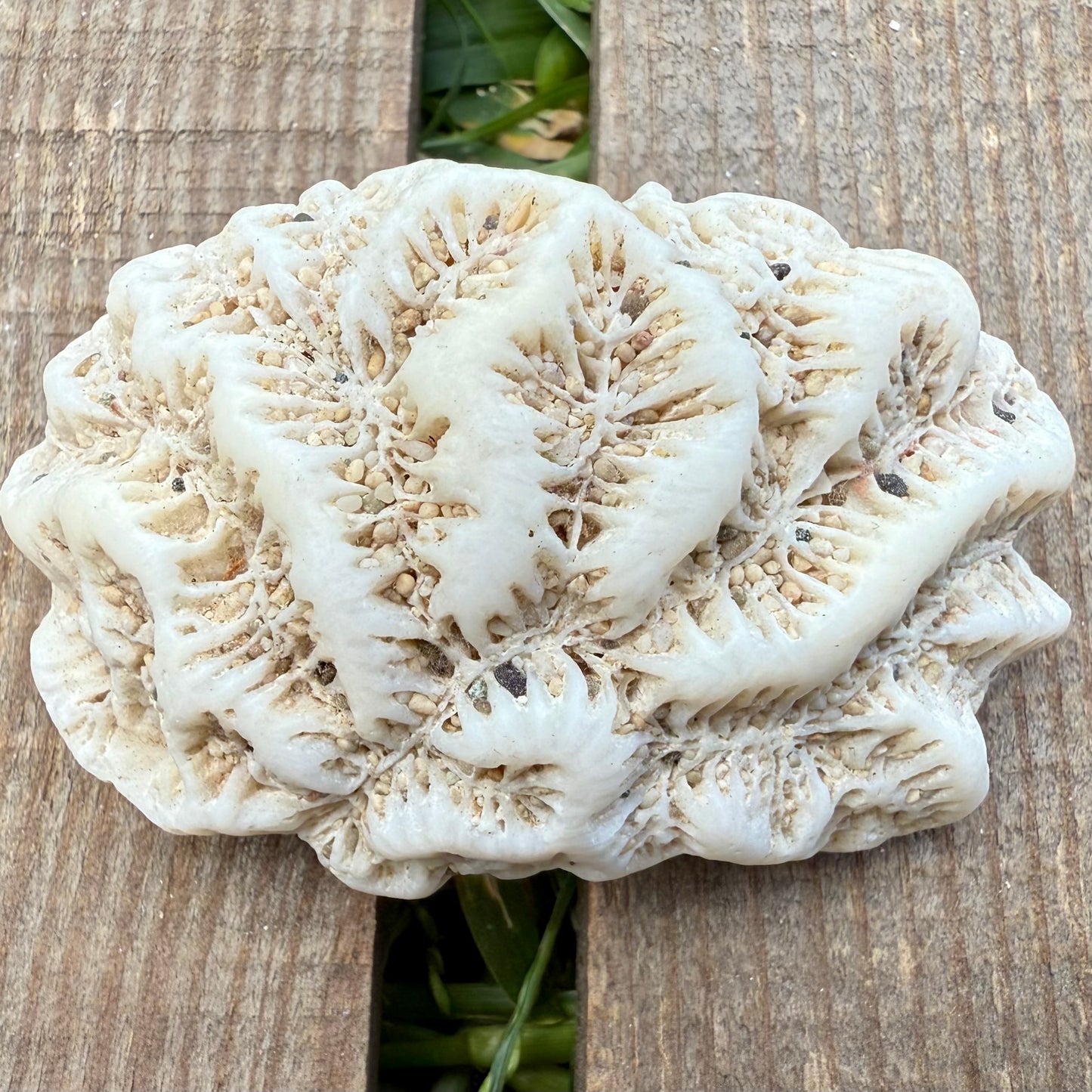 Leaf Coral Skeleton – 2 oz Natural Ocean Specimen | Sun-Bleached Reef Coral