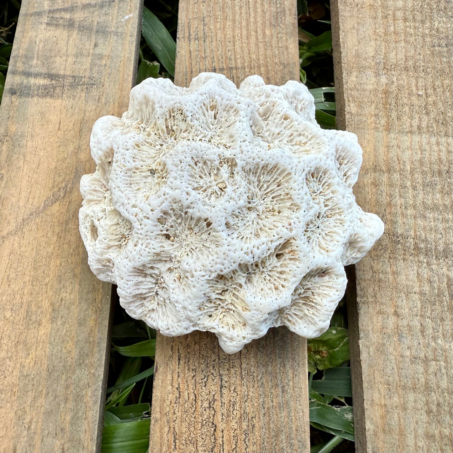 Natural Coral Skeleton – 4.8 oz Star Coral | Sun-Bleached Ocean Specimen & Coastal Décor