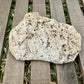 Coral Limestone Reef Rock – 1.3 lb Fossilized Shell Stone | Natural Coastal Formation