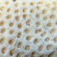 Natural Coral Skeleton – 2.6 oz Honeycomb Coral | Sun-Bleached Ocean Specimen