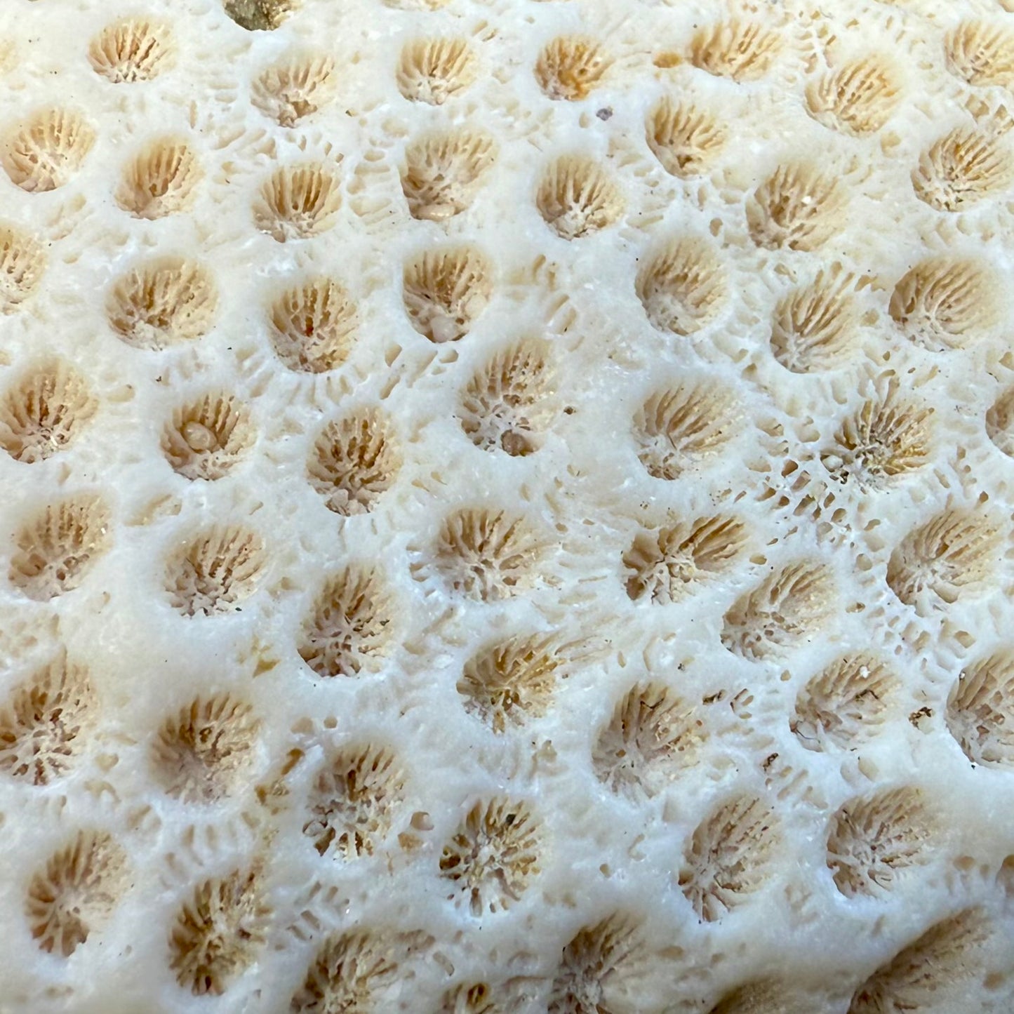 Natural Coral Skeleton – 2.6 oz Honeycomb Coral | Sun-Bleached Ocean Specimen