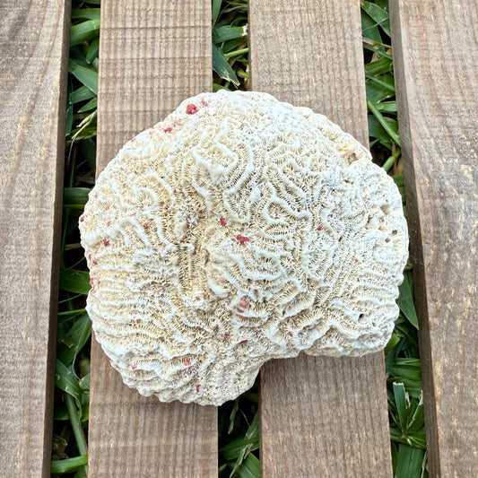 Large Brain Coral Skeleton – 9.6 oz Natural Ocean Specimen | Reef Formation & Coastal Décor