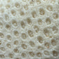 Large Natural Coral Skeleton – 7.7 oz Star Coral | Sun-Bleached Ocean Specimen & Coastal Display Piece