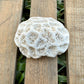 Natural Coral Skeleton – 3.4 oz Star Coral | Sun-Bleached Ocean Specimen & Coastal Décor
