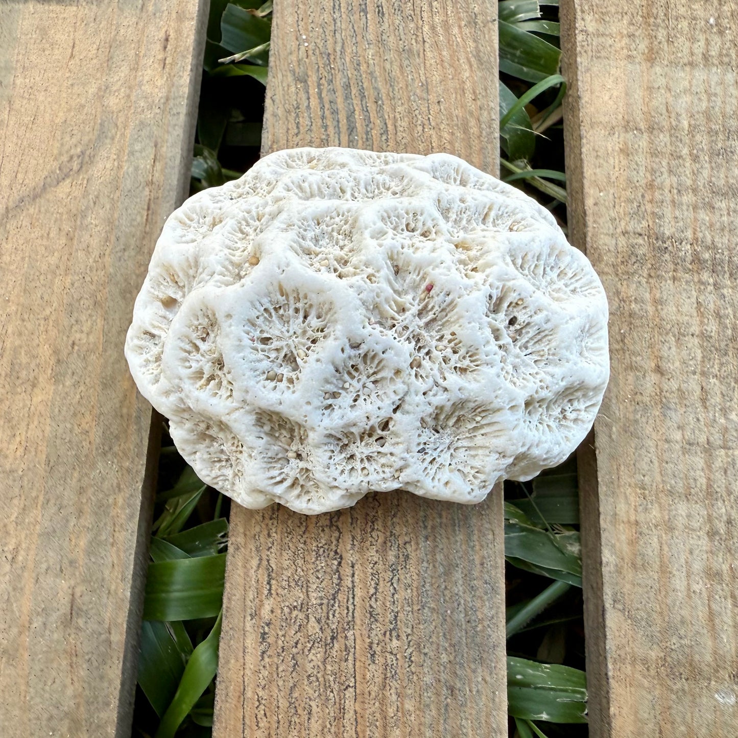 Natural Coral Skeleton – 3.4 oz Star Coral | Sun-Bleached Ocean Specimen & Coastal Décor
