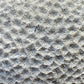 Fossilized Brain Coral – Ancient Ocean Stone (1.75 lb)