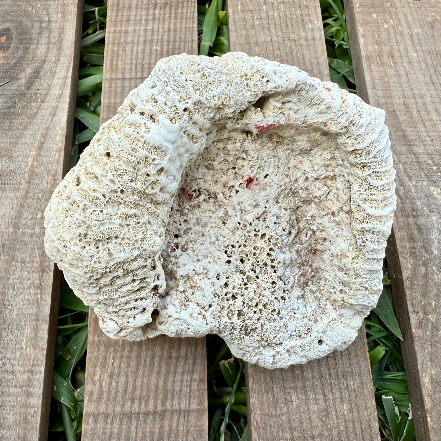 Large Brain Coral Skeleton – 9.6 oz Natural Ocean Specimen | Reef Formation & Coastal Décor