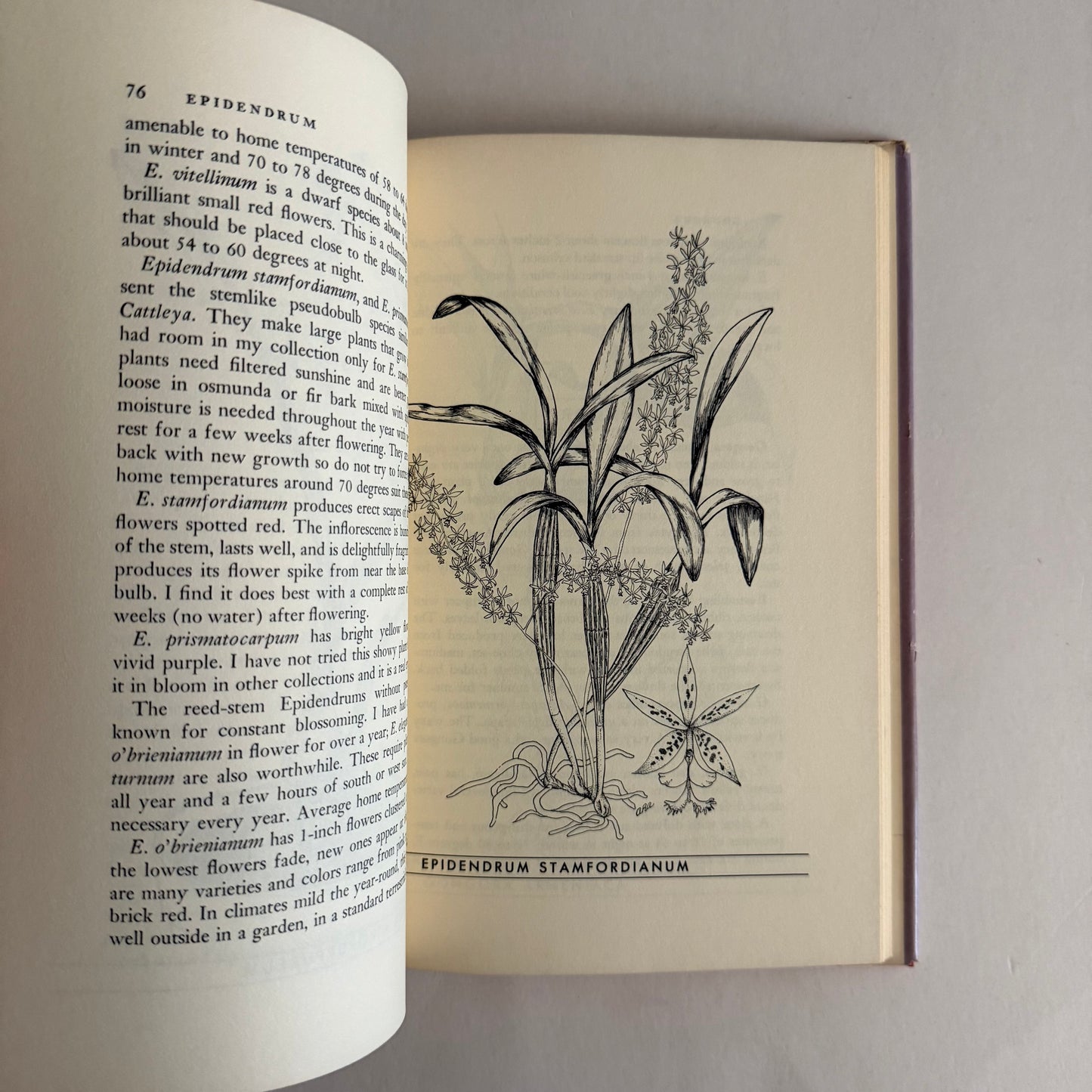 Growing Orchids at Your Windows