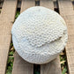 Fossilized Brain Coral – Ancient Ocean Stone (1.75 lb)