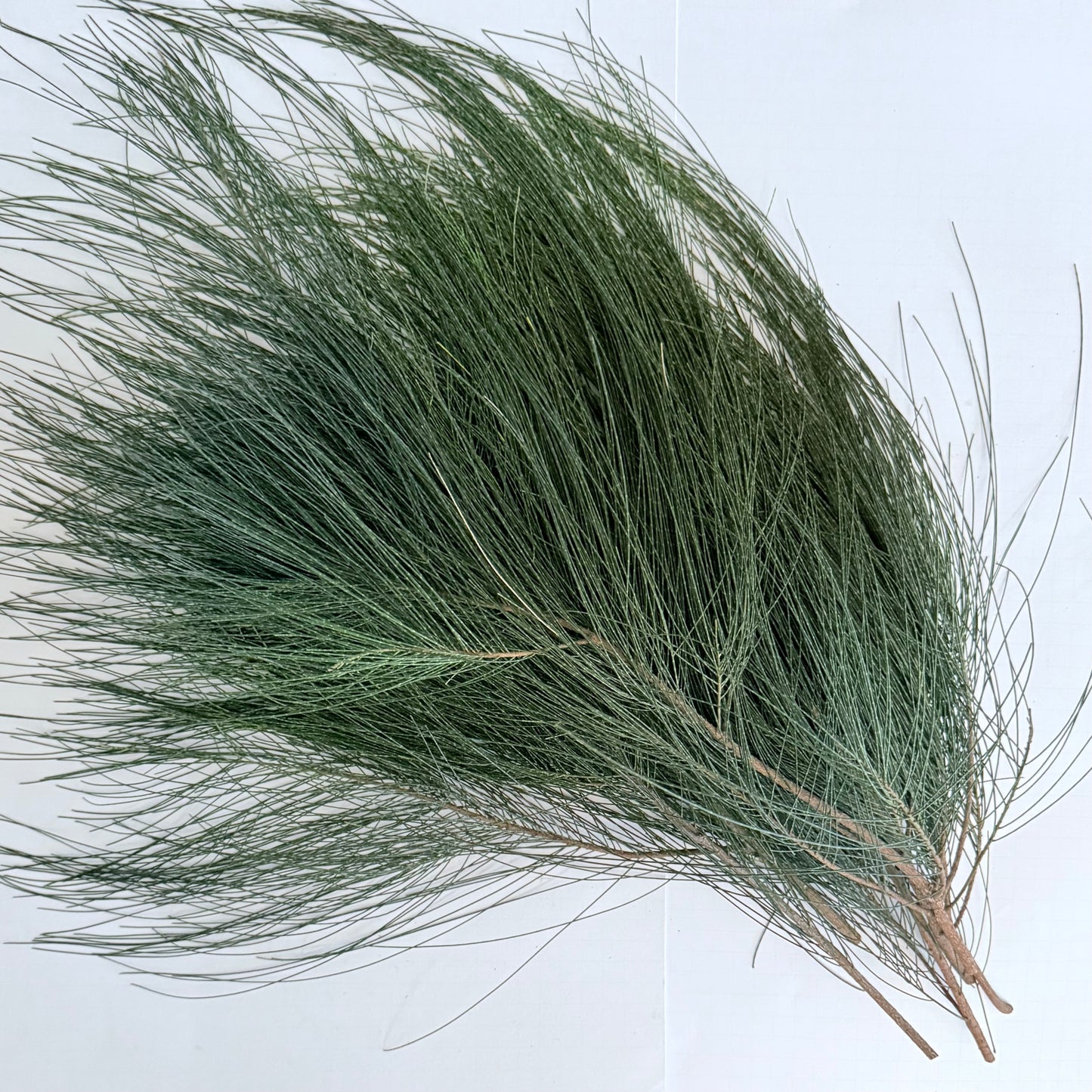 Casuarina Cuttings for Eco Printing