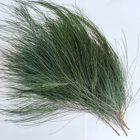 Casuarina Cuttings for Eco Printing