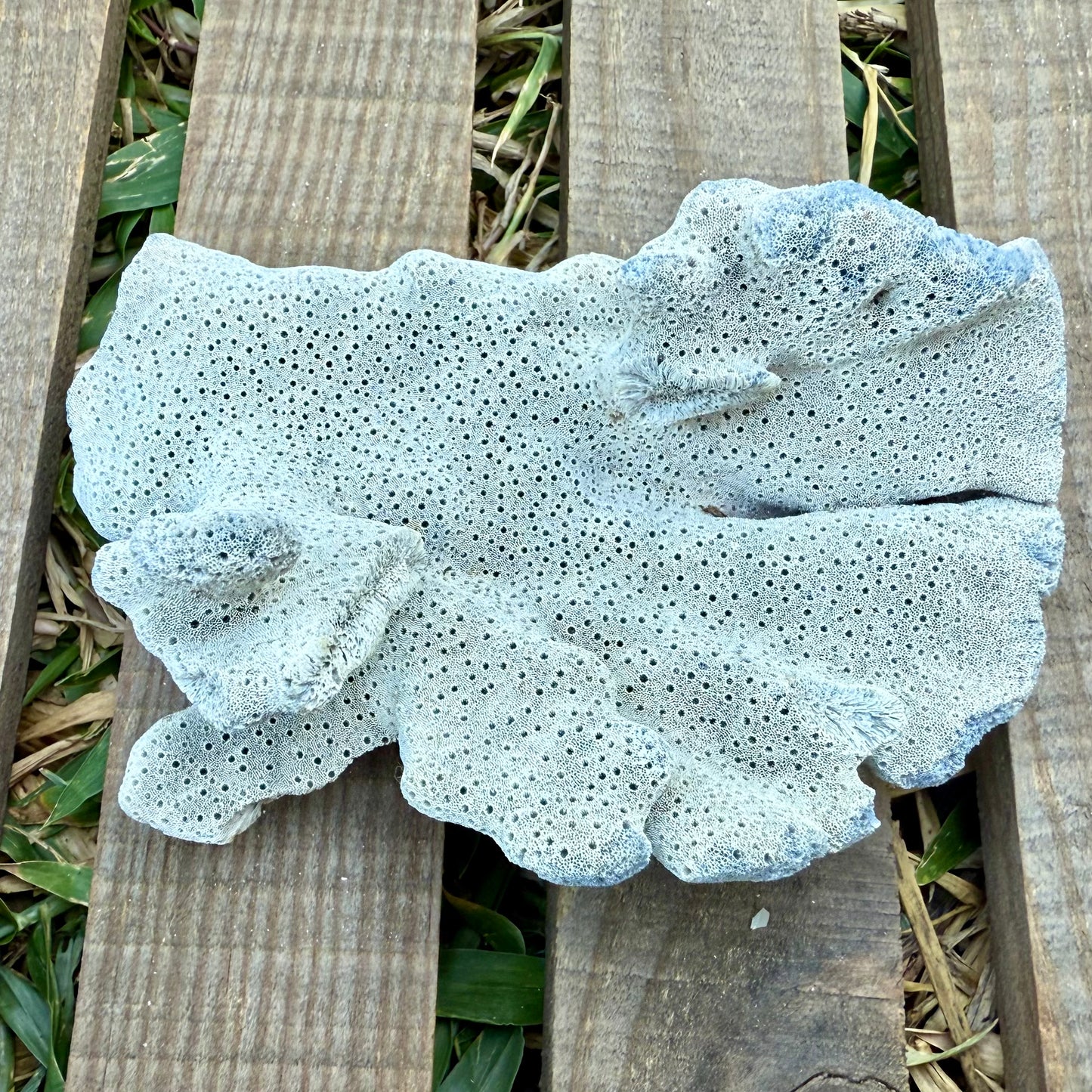 Natural Fan Coral – 3.4 oz Sea Fan Fragment | Textured Ocean Specimen & Coastal Décor