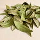 5 g Dried Red Bay Leaves (Persea borbonia)