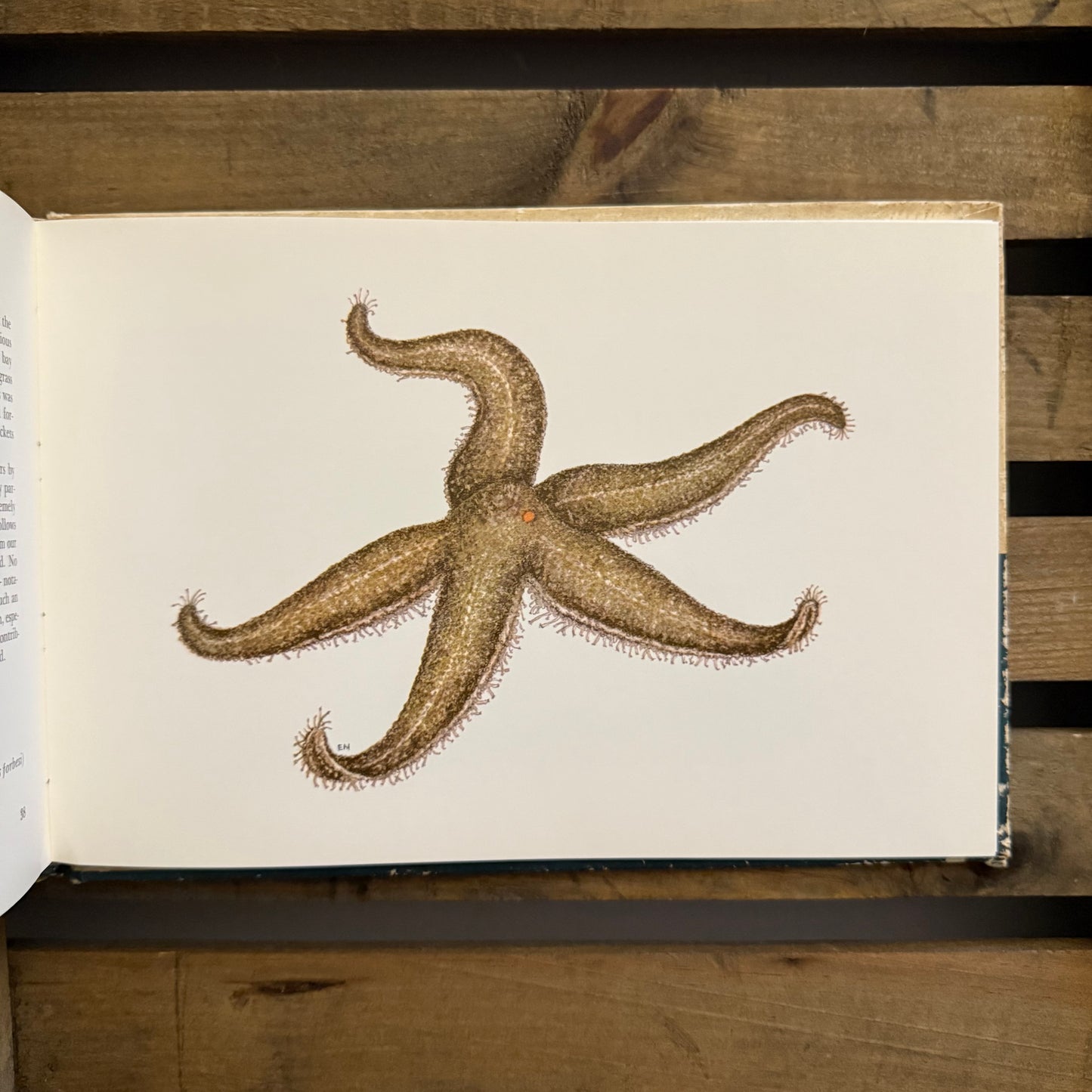 The Sandy Shore by John Hay — Illustrated by Edward and Marcia Norman