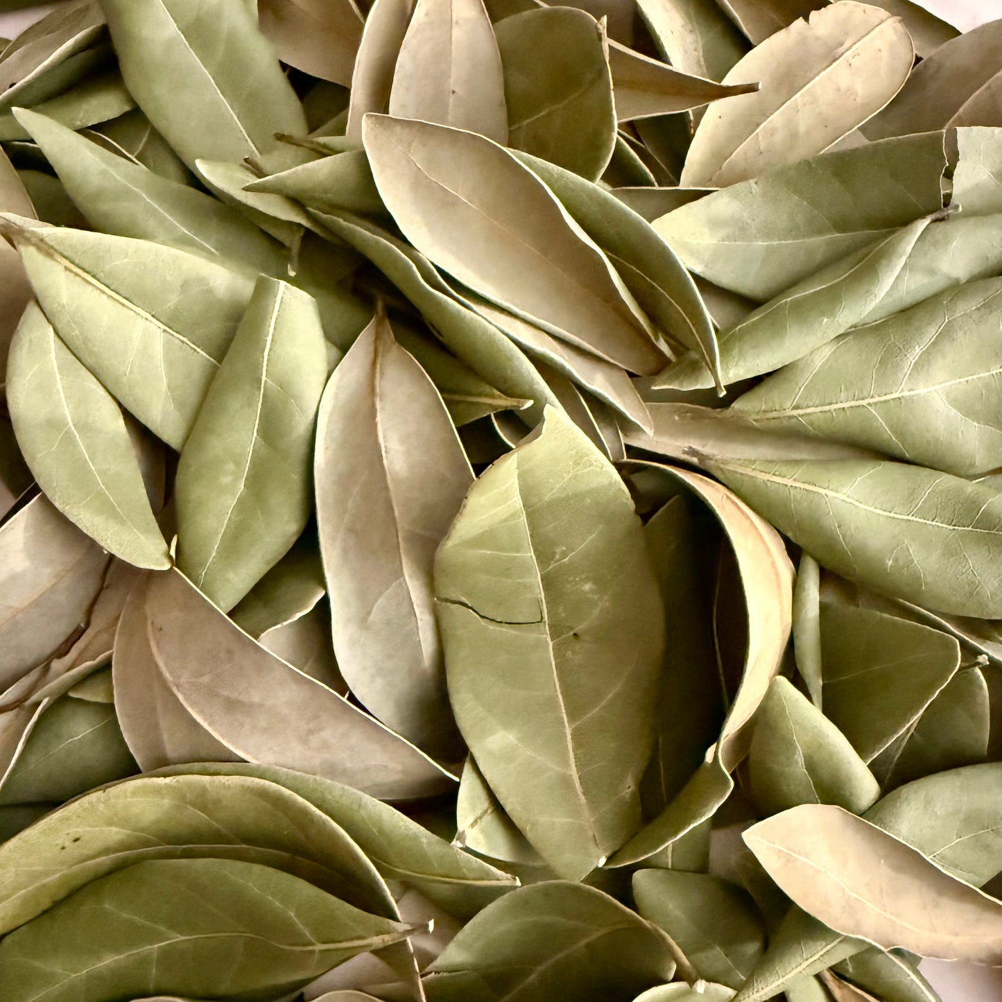 5 g Dried Red Bay Leaves (Persea borbonia)