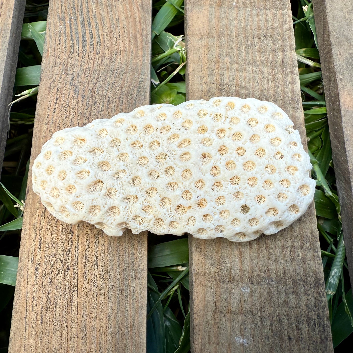 Natural Coral Skeleton – 2.6 oz Honeycomb Coral | Sun-Bleached Ocean Specimen