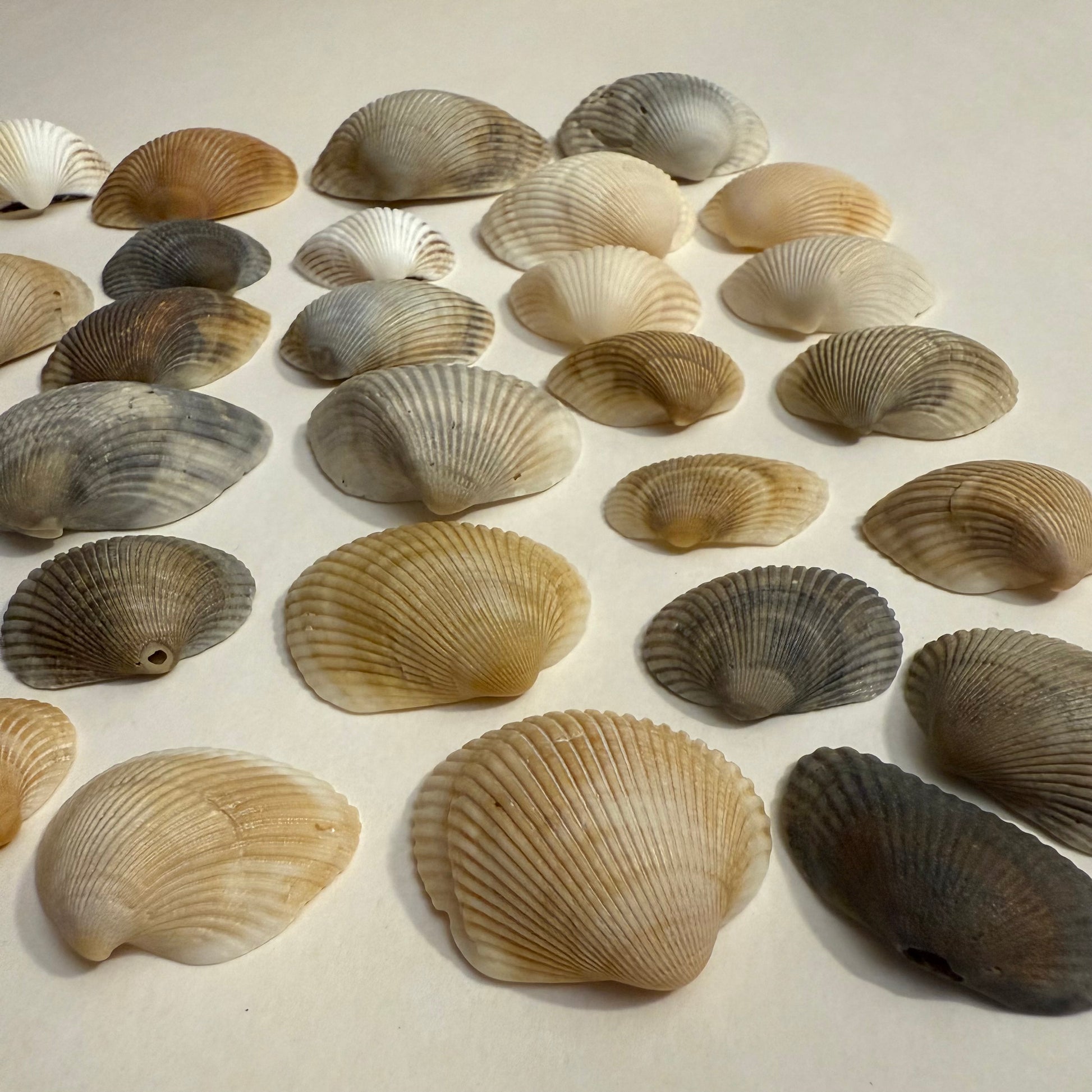 Collection of various shell shapes and sizes on a light background