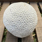 Fossilized Brain Coral – Ancient Ocean Stone (1.75 lb)